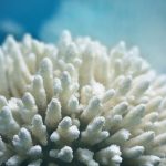 A Level Marine Science Online Course CIE