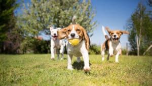 Animal Care Courses