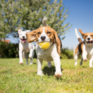 Animal Care Courses