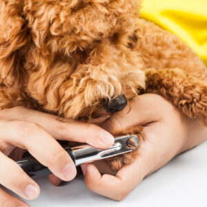 Dog Grooming