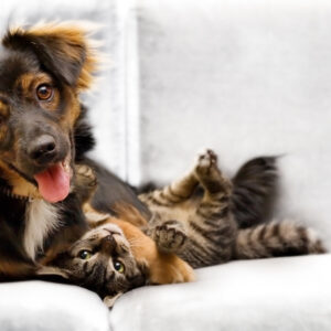 Domestic Animal Care Level 3 QLS Course