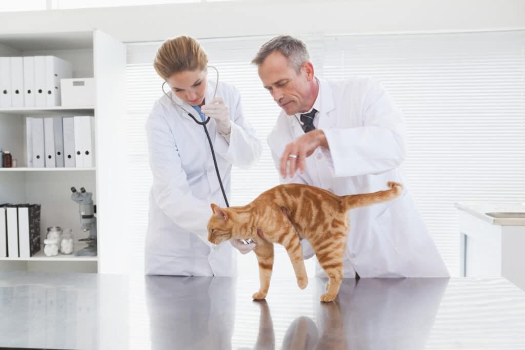 Veterinary Support Assistant