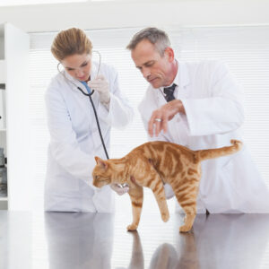 Veterinary Support Assistant