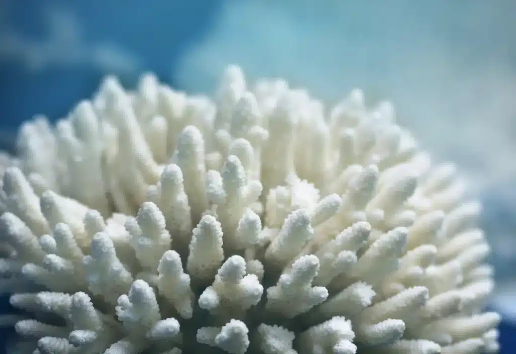 A Level Marine Science Online