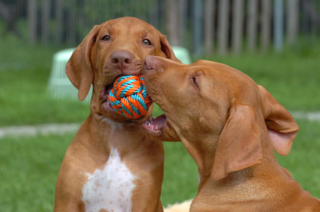 rising-demand-dog-behaviourist
